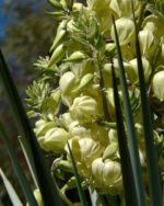 Yucca rigida - Détails des fleurs