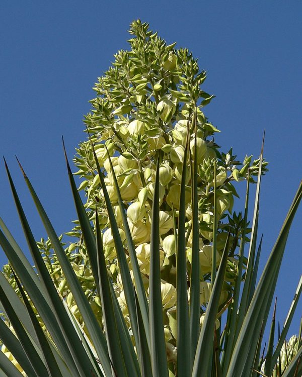 Yucca rigida - Floraison