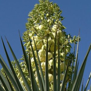 Yucca rigida - Floraison