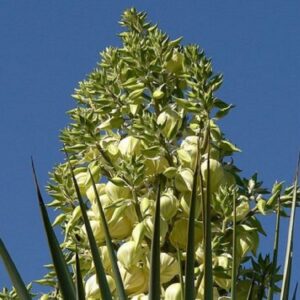 Yucca rigida - Floraison