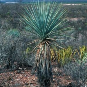 Yucca rigida - Vue générale