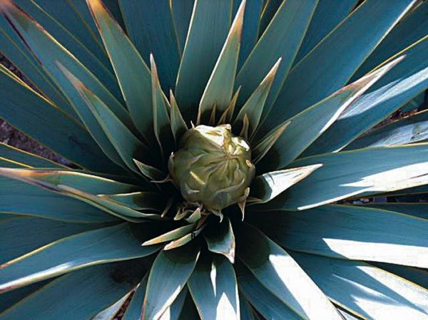 Yucca rigida - Bouton floral