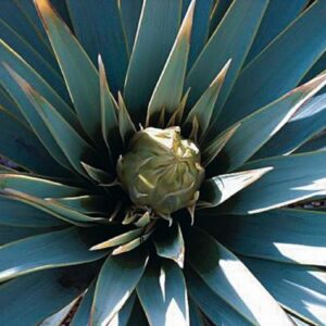 Graines de Yucca rigida, graines de Yucca bleu