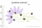 Graines de Gardenia taitensis, Gardenia taitensis seeds