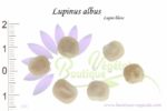 Graines de Lupinus albus, Lupinus albus seeds