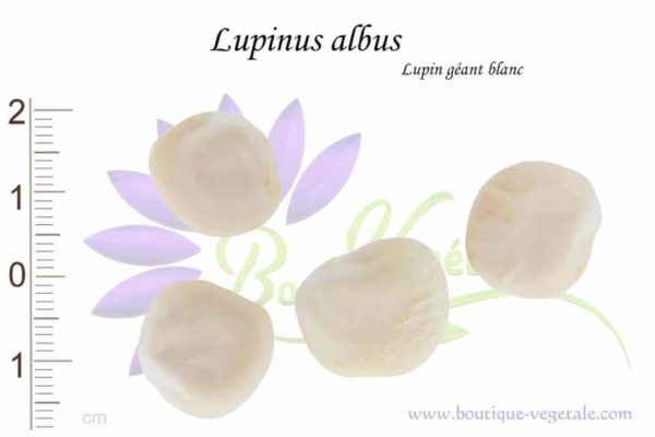 Graines de Lupinus albus, Lupinus albus seeds