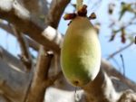Adansonia suarezensis - Fruit