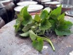 Agastache rugosa f. albiflora - Feuilles