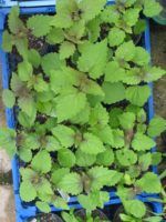 Agastache rugosa f. albiflora - Semis