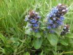 Ajuga reptans - Inflorescence
