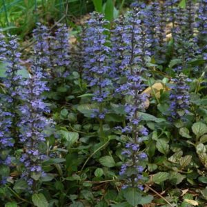 Ajuga reptans - Vue générale