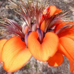 Erythrina caffra - Détail des fleurs