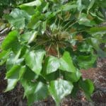 Erythrina caffra - Feuillage