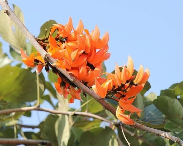 Erythrina caffra - Floraison