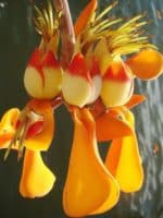 Erythrina fusca - Détails d'une fleur