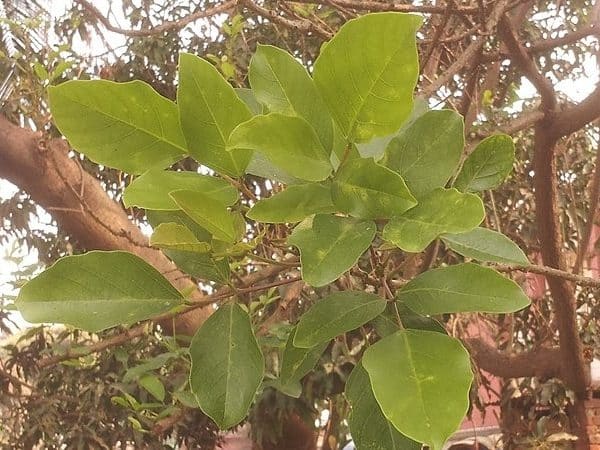 Erythrina fusca - Feuillage