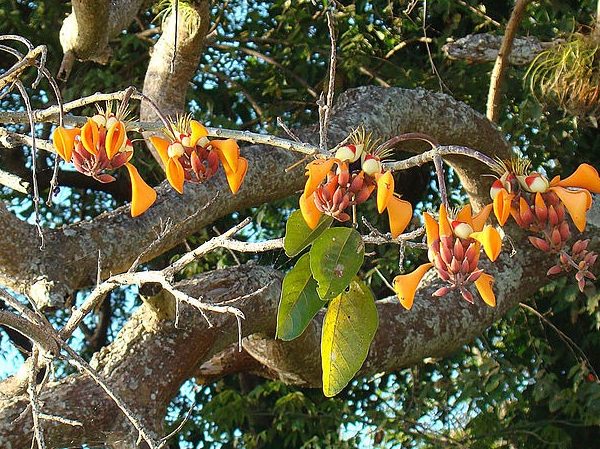 Erythrina fusca - Fleurs orange-pâle