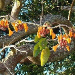 Erythrina fusca - Fleurs orange-pâle