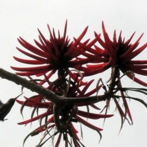 Erythrina mexicana - Fleurs rouges nectarifères