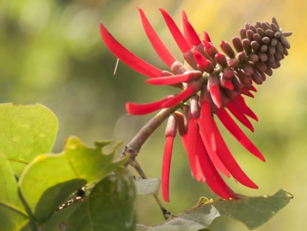 Erythrina mexicana - Inflorescence