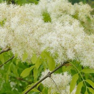 Fraxinus ornus - Floraison