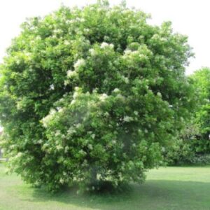 Fraxinus ornus - Vue générale
