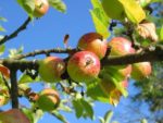 Malus domestica - Pommes en maturation