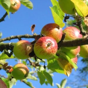 Malus domestica - Pommes en maturation