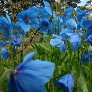 Meconopsis betonicifolia - Fleurs bleu azur