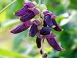 Mucuna pruriens -