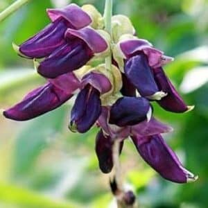 Mucuna pruriens -