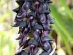 Mucuna pruriens - Floraison