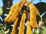 Mucuna pruriens - Gousses urticantes