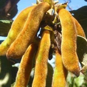 Mucuna pruriens - Gousses urticantes