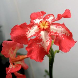 Pachypodium baronii - Fleurs