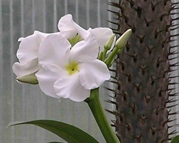 Pachypodium geayi - Fleurs blanches