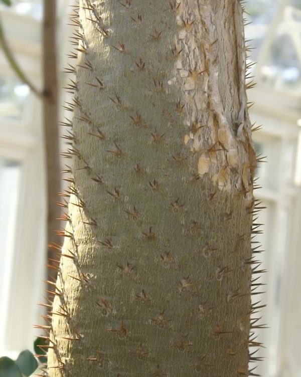 Pachypodium geayi - Tronc épineux