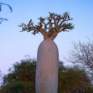 Pachypodium geayi - Vue générale