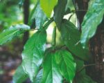 Piper longum - Feuilles et fruits de poivre long