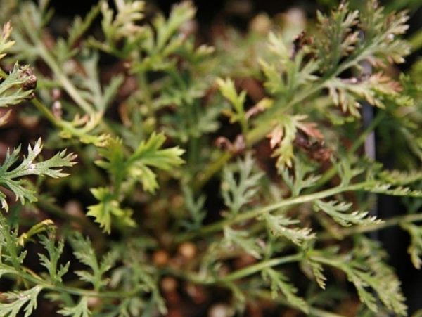 Tanacetum coccineum - Feuillage des Hybrides Robinson