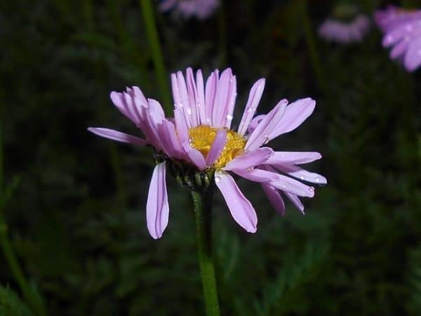 Tanacetum coccineum - Fleurs rose pâle à coeur jaune de Robinson Pink