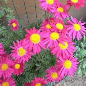 Tanacetum coccineum - Vue générale