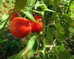 Tomate Riesentraube - Fruit à prémice de téton