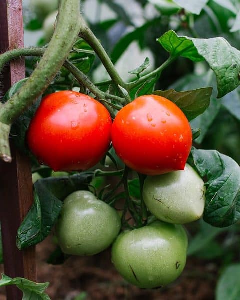 Tomate Riesentraube - Grappe de Fruits ronds à prémice de téton