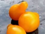 Graines de Tomate poire jaune, Graines de Solanum lycopersicum