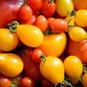 Graines de Tomate poire jaune, Graines de Solanum lycopersicum