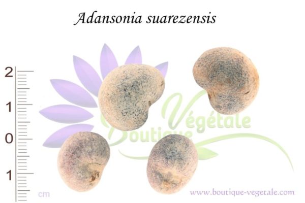 Graines d'Adansonia suarezensis