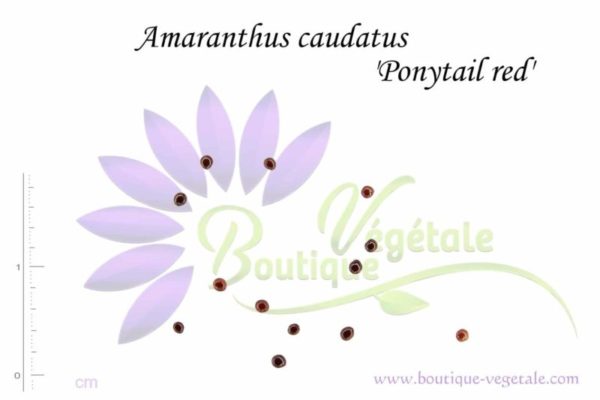 Graines d'Amaranthus caudatus 'Ponytail red'