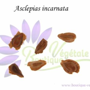 Graines d'Asclepias incarnata