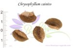 Graines de Chrysophyllum cainito